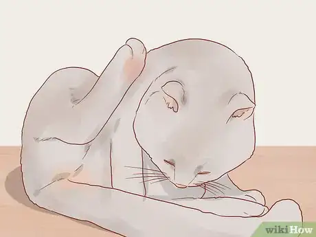 Imagen titulada Reduce Stress in Cats Step 2