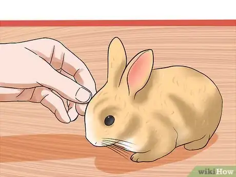 Imagen titulada Tame Your Rabbit Step 17