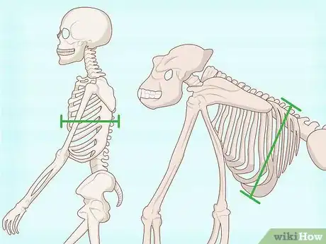 Imagen titulada Identify Human Bones Step 7