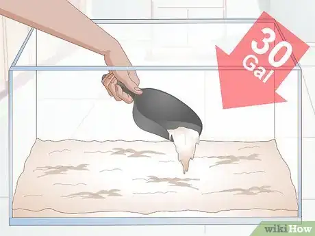 Imagen titulada Breed Blue Gouramis Step 1