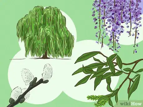 Imagen titulada Make Aspirin if You're Lost in the Woods Step 1