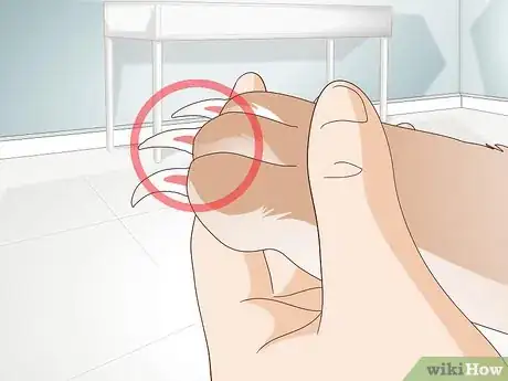 Imagen titulada Trim Rabbit Toenails Step 5