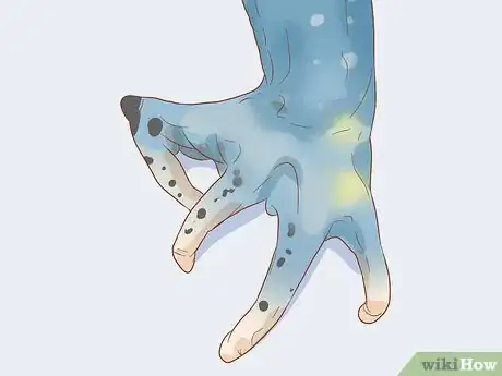 Imagen titulada Tell if Your Tree Frog Is Male or Female Step 5