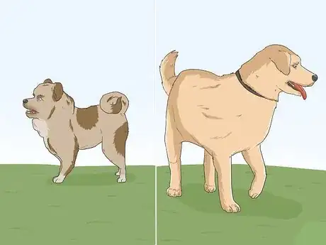 Imagen titulada Identify Your Adopted Mutt Step 1