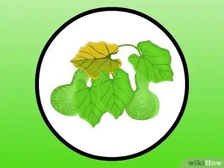 Imagen titulada Dry Gourds Step 1