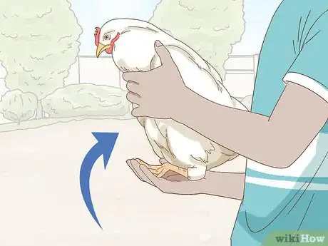 Imagen titulada Hold a Chicken Step 5