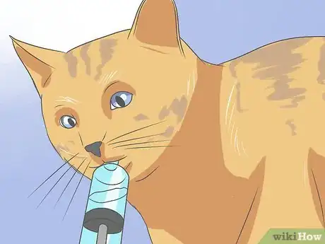 Imagen titulada Recognize and Treat Ringworm in Cats Step 6