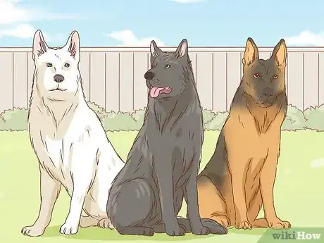 Imagen titulada Identify a German Shepherd Step 3
