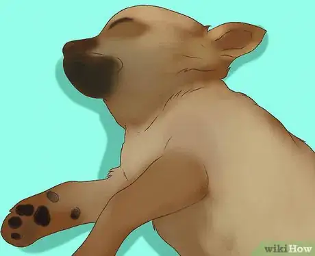 Imagen titulada Spoil a Chihuahua Step 11