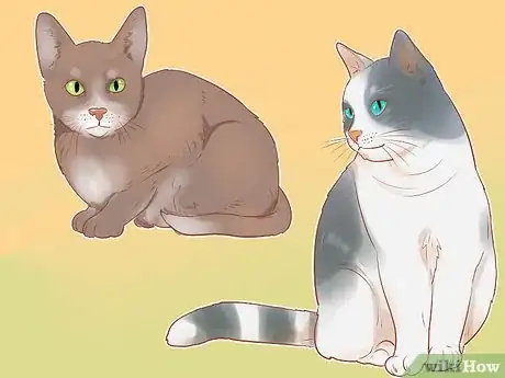 Imagen titulada Identify Cats Step 2