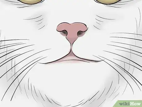 Imagen titulada Identify a Turkish Van Step 8