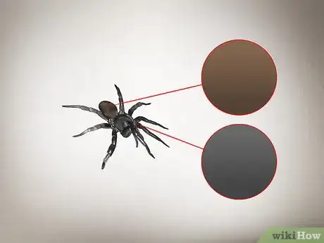 Imagen titulada Identify a Trapdoor Spider Step 2