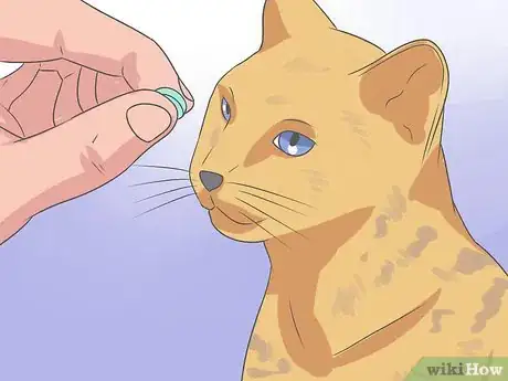 Imagen titulada Recognize and Treat Ringworm in Cats Step 7