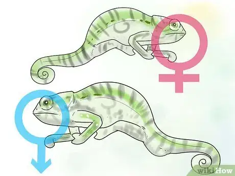 Imagen titulada Tell if a Chameleon Is Male or Female Step 8