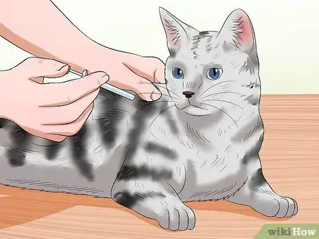 Imagen titulada Treat Feline Panleukopenia (Distemper) Step 15