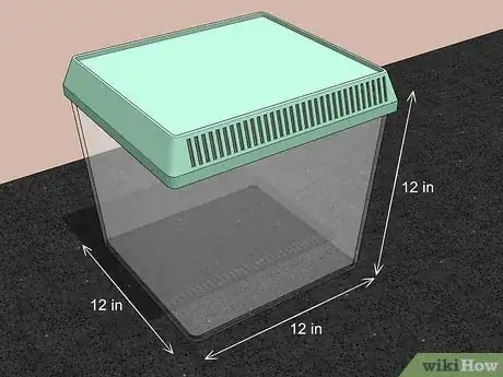 Imagen titulada Take Care of a Katydid Insect Step 1