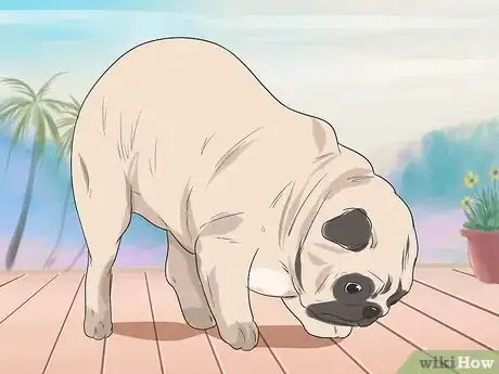 Imagen titulada Train Pugs Step 9
