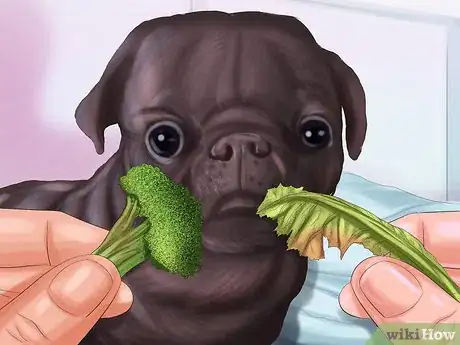 Imagen titulada Live with a Pug Dog Step 2