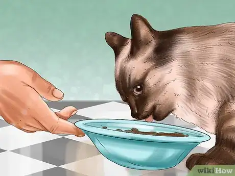 Imagen titulada Care for Siamese Kittens Step 3