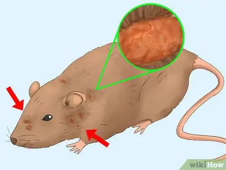 Imagen titulada Get Rid of Tropical Rat Mites on Pet Rats Step 1Bullet4