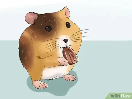 Imagen titulada Know if Your Hamster Is Dying Step 2