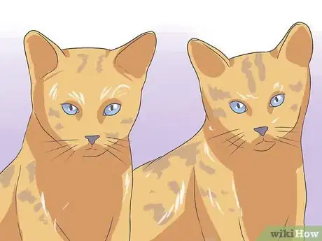 Imagen titulada Recognize and Treat Ringworm in Cats Step 3