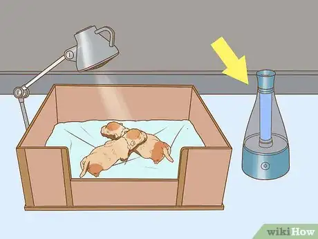 Imagen titulada Whelp and Raise a Premature Puppy Step 10