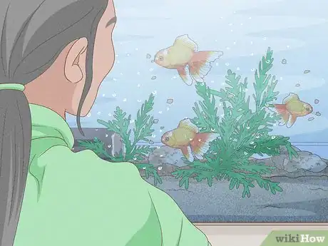 Imagen titulada Feed Goldfish Step 8