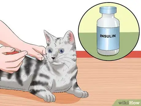Imagen titulada Get Your Cat Out of the Malnutrition Stage Step 15