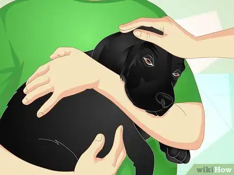 Imagen titulada Deliver Ear Medication to Dogs Step 11