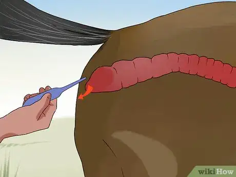 Imagen titulada Take a Horse's Temperature Step 15