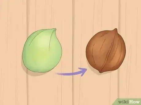 Imagen titulada Identify Hickory Nuts Step 1