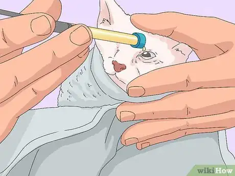 Imagen titulada Treat Watery Eyes in Cats Step 5