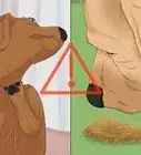 lograr que tu perro deje de dormir en tu cama