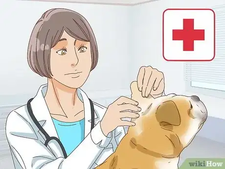 Imagen titulada Care for a Dog's Torn Ear Step 12