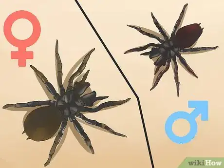 Imagen titulada Identify a Funnel Spider Step 2