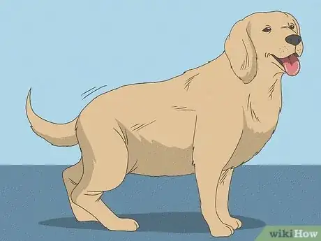Imagen titulada Know When Your Dog is Sick Step 11