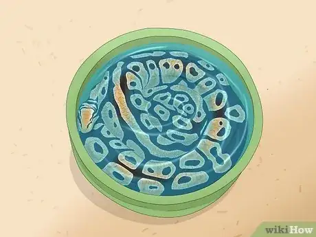 Imagen titulada Care for a Shedding Snake Step 5
