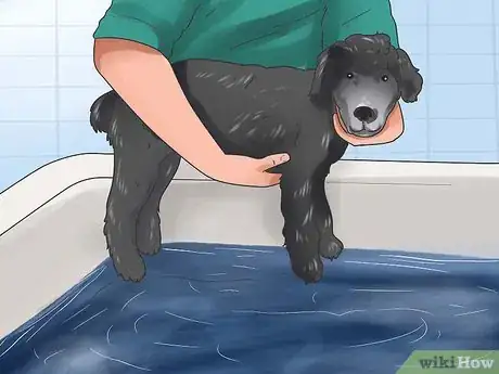 Imagen titulada Groom a Poodle Step 4