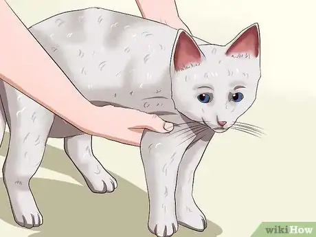 Imagen titulada Catch a Cat Step 1