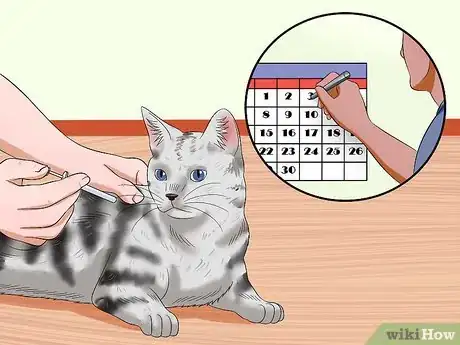 Imagen titulada Tell if a Cat Has Rabies Step 9