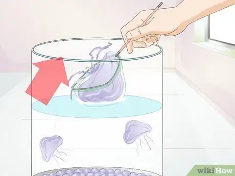 Imagen titulada Start a Jellyfish Tank Step 17