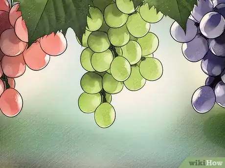 Imagen titulada Start a Vineyard Step 4