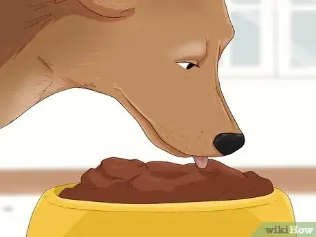 Imagen titulada Treat Fever in Dogs Step 5