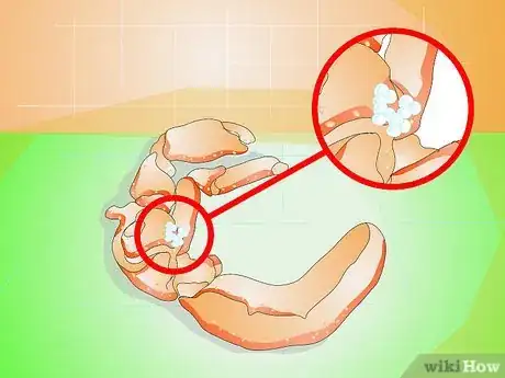 Imagen titulada Know when Your Hermit Crab Is Dead Step 7