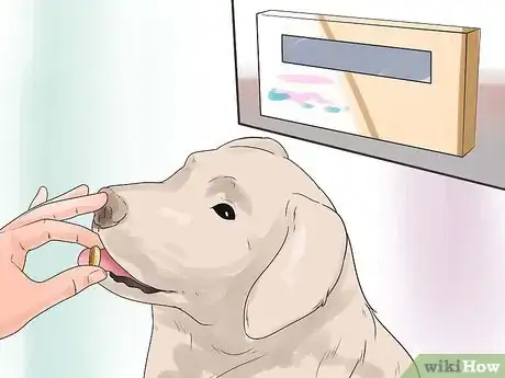 Imagen titulada Nurse a Dog Through Parvo Step 12