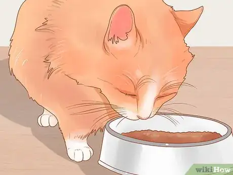 Imagen titulada Stop Your Cat from Begging Step 3