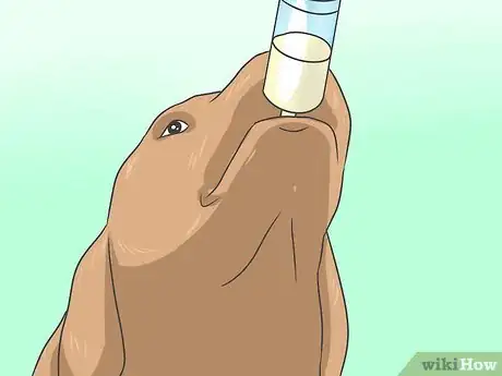 Imagen titulada Eliminate a Flea Infestation in Your Home Step 2