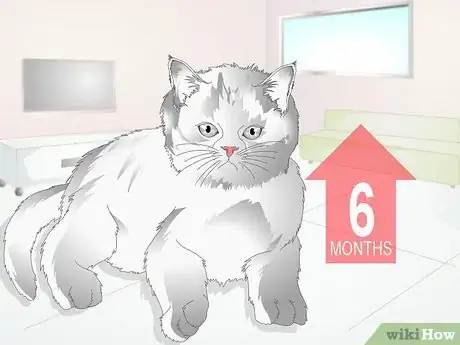 Imagen titulada Castrate a Cat Step 2
