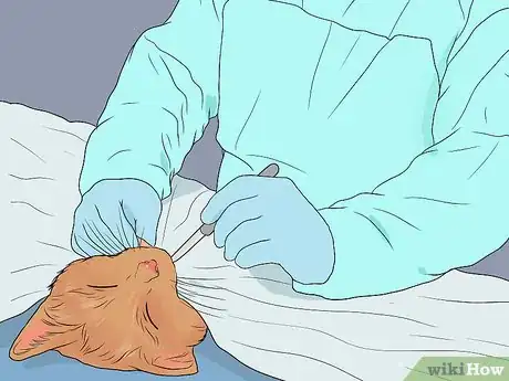 Imagen titulada Treat Feline Regurgitation Step 8